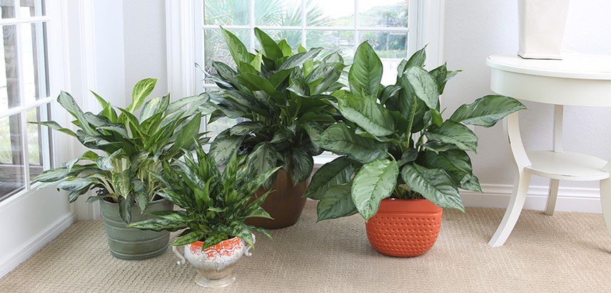 Image result for Chinese Evergreen