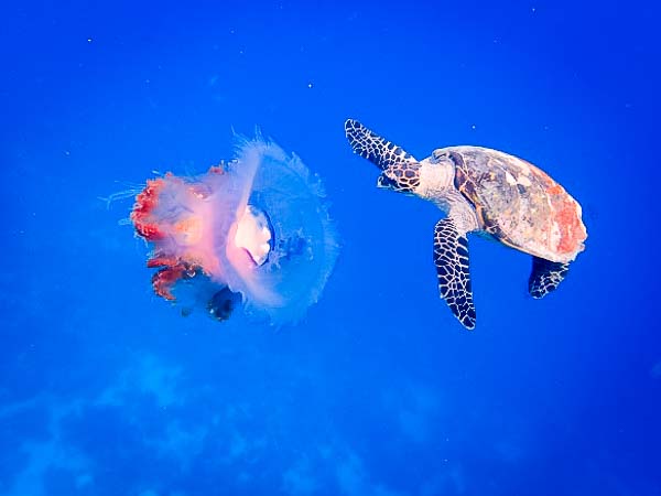 Image result for turtles like jellyfish