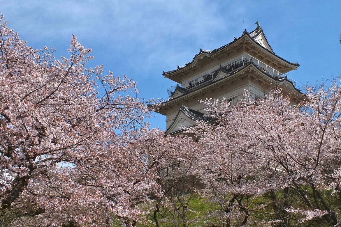 Odawara Castle Sakura.jpg