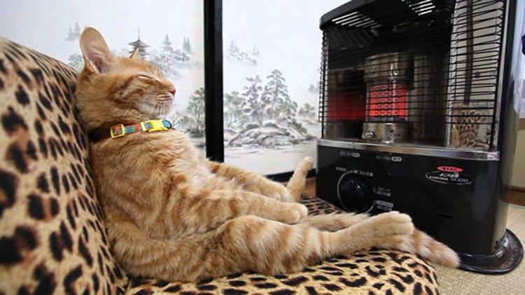 cats-keeping-warm-12