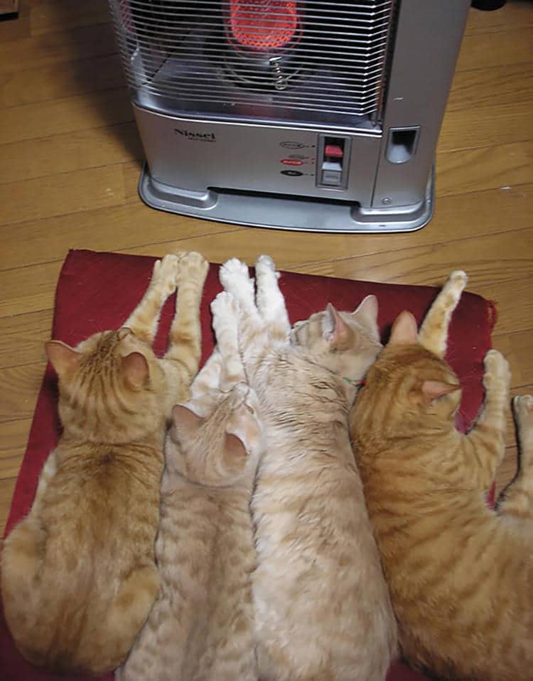 cats-keeping-warm-16