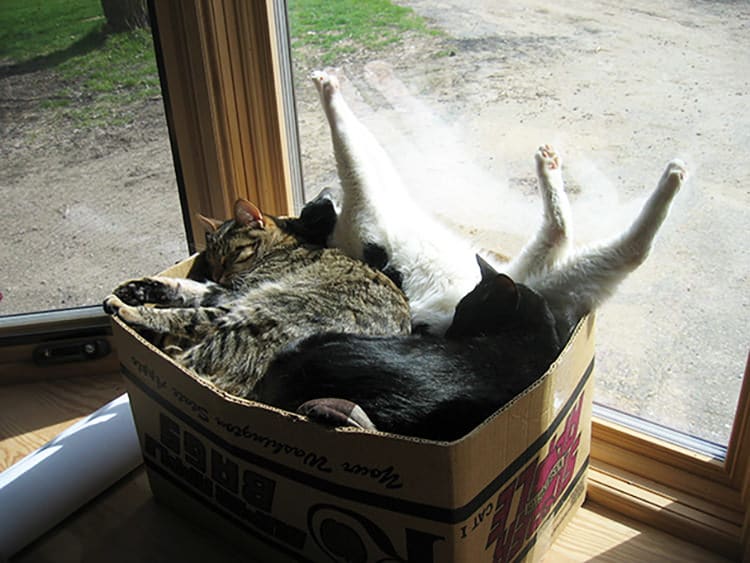 cats-keeping-warm-25