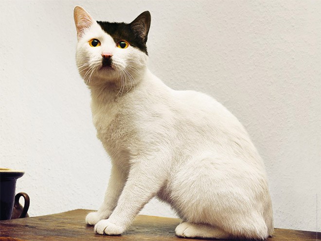 Image result for cats that look like hitler