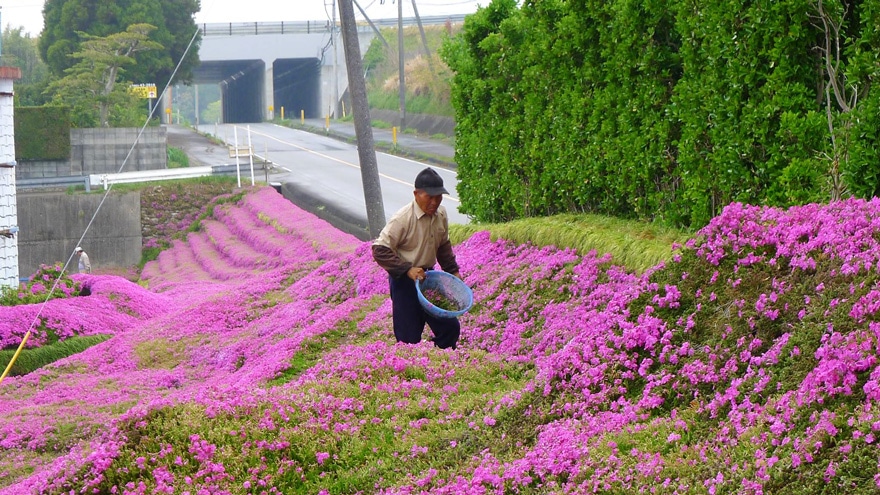 husband-plants-flowers-blind-wife-kuroki-shintomi-10