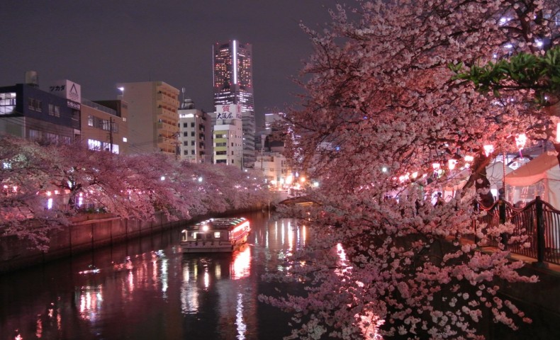 Image result for sakura yokohama