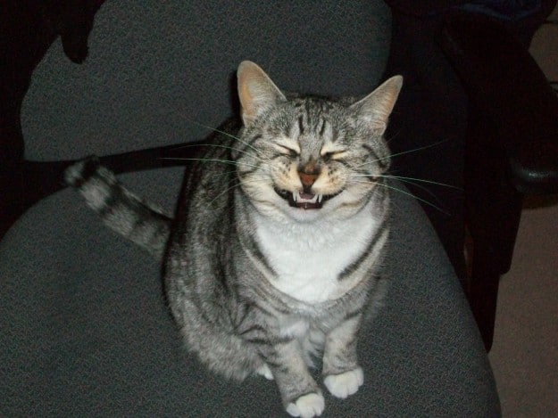 This smiley cat who looks like she